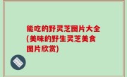 能吃的野灵芝图片大全(美味的野生灵芝美食图片欣赏)