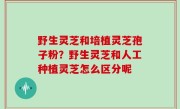 野生灵芝和培植灵芝孢子粉？野生灵芝和人工种植灵芝怎么区分呢