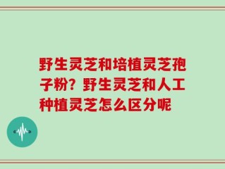 野生灵芝和培植灵芝孢子粉？野生灵芝和人工种植灵芝怎么区分呢