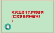 红灵芝是什么样的植物(红灵芝是何种植物？)