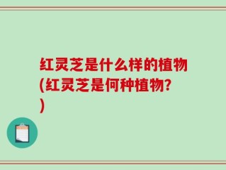 红灵芝是什么样的植物(红灵芝是何种植物？)