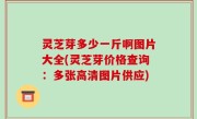 灵芝芽多少一斤啊图片大全(灵芝芽价格查询：多张高清图片供应)