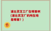 浦北灵芝工厂在哪里啊(浦北灵芝厂的所在地是哪里？)