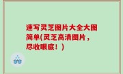 速写灵芝图片大全大图简单(灵芝高清图片，尽收眼底！)