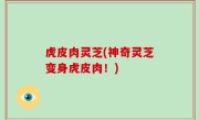 虎皮肉灵芝(神奇灵芝变身虎皮肉！)