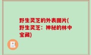 野生灵芝的外表图片(野生灵芝：神秘的林中宝藏)