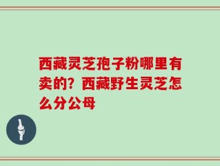 西藏灵芝孢子粉哪里有卖的？西藏野生灵芝怎么分公母