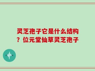 灵芝孢子它是什么结构？位元堂仙草灵芝孢子