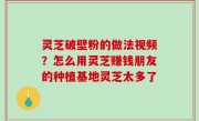 灵芝破壁粉的做法视频？怎么用灵芝赚钱朋友的种植基地灵芝太多了