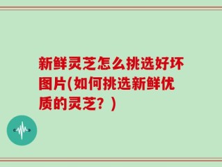 新鲜灵芝怎么挑选好坏图片(如何挑选新鲜优质的灵芝？)