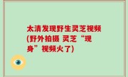 太清发现野生灵芝视频(野外拍摄 灵芝“现身”视频火了)