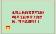 木荷上长的灵芝可以吃吗(灵芝在木荷上自然长，可供食用吗？)