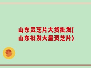 山东灵芝片大货批发(山东批发大量灵芝片)