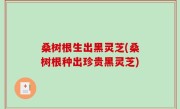 桑树根生出黑灵芝(桑树根种出珍贵黑灵芝)