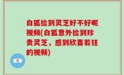 白狐捡到灵芝好不好呢视频(白狐意外捡到珍贵灵芝，感到欣喜若狂的视频)