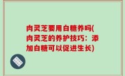 肉灵芝要用白糖养吗(肉灵芝的养护技巧：添加白糖可以促进生长)