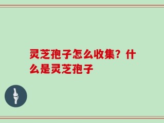 灵芝孢子怎么收集？什么是灵芝孢子