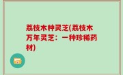 荔枝木种灵芝(荔枝木万年灵芝：一种珍稀药材)