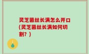 灵芝菌丝长满怎么开口(灵芝菌丝长满如何切割？)