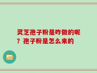 灵芝孢子粉是咋做的呢？孢子粉是怎么来的