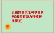 云南野生灵芝可以生长吗(云南有潜力种植野生灵芝)