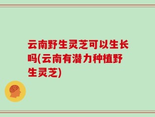云南野生灵芝可以生长吗(云南有潜力种植野生灵芝)