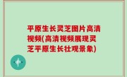 平原生长灵芝图片高清视频(高清视频展现灵芝平原生长壮观景象)