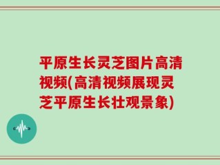 平原生长灵芝图片高清视频(高清视频展现灵芝平原生长壮观景象)