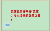 灵芝盘景好不好(灵芝：令人惊叹的盘景之美)