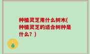 种植灵芝用什么树木(种植灵芝的适合树种是什么？)