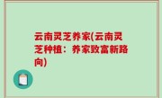 云南灵芝养家(云南灵芝种植：养家致富新路向)
