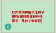 野外如何种植灵芝种子视频(视频教你野外种灵芝：从种子到收获)