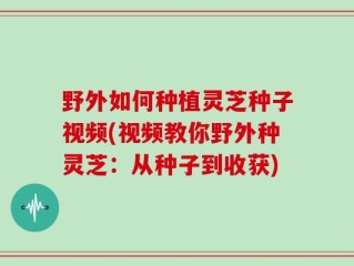 野外如何种植灵芝种子视频(视频教你野外种灵芝：从种子到收获)