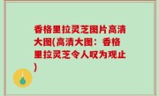 香格里拉灵芝图片高清大图(高清大图：香格里拉灵芝令人叹为观止)