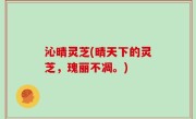 沁晴灵芝(晴天下的灵芝，瑰丽不凋。)