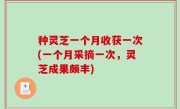 种灵芝一个月收获一次(一个月采摘一次，灵芝成果颇丰)