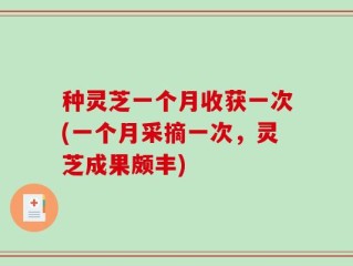 种灵芝一个月收获一次(一个月采摘一次，灵芝成果颇丰)