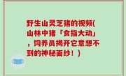 野生山灵芝猪的视频(山林中猪「食指大动」，饲养员揭开它意想不到的神秘面纱！)