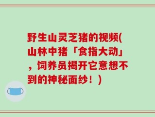 野生山灵芝猪的视频(山林中猪「食指大动」，饲养员揭开它意想不到的神秘面纱！)