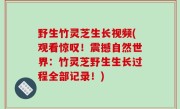 野生竹灵芝生长视频(观看惊叹！震撼自然世界：竹灵芝野生生长过程全部记录！)