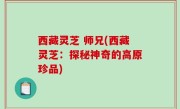 西藏灵芝 师兄(西藏灵芝：探秘神奇的高原珍品)