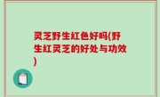 灵芝野生红色好吗(野生红灵芝的好处与功效)