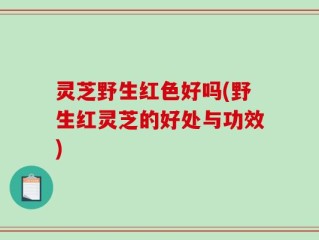 灵芝野生红色好吗(野生红灵芝的好处与功效)