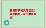 孔雀形状的灵芝盆景(孔雀展翅，灵芝盆景盛放)