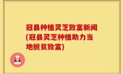 冠县种植灵芝致富新闻(冠县灵芝种植助力当地脱贫致富)