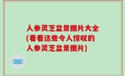 人参灵芝盆景图片大全(看看这些令人惊叹的人参灵芝盆景图片)