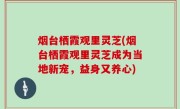 烟台栖霞观里灵芝(烟台栖霞观里灵芝成为当地新宠，益身又养心)