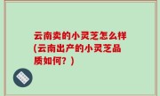 云南卖的小灵芝怎么样(云南出产的小灵芝品质如何？)