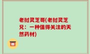 老挝灵芝哥(老挝灵芝兄：一种值得关注的天然药材)