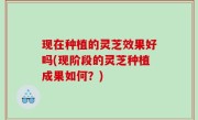 现在种植的灵芝效果好吗(现阶段的灵芝种植成果如何？)